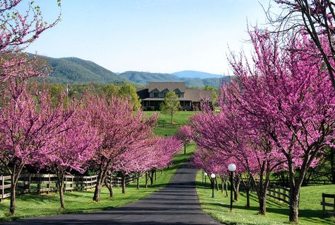 tree lined driveway                                                                                                                                                                                 More Country Driveway, Lined Driveway, Farm Landscaping, Farm Entrance, Tree Lined Driveway, Driveway Entrance, Driveway Landscaping, Long Driveways, Large House