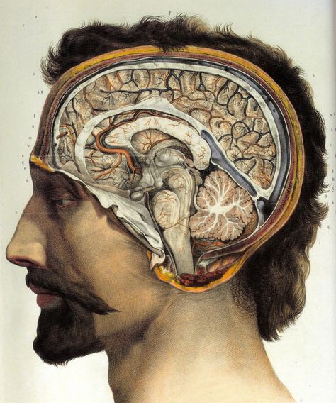 Vintage Anatomy, Brain Anatomy, Brain Art, Human Anatomy Art, Medical Anatomy, Vintage Medical, Medical Art, Scientific Illustration, Medical Illustration