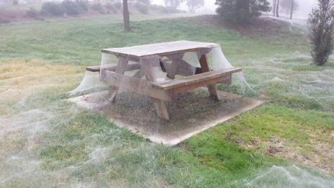 Spiderweb Covered Park in Yinnar, Australia Australia Spider, Spiders In Australia, Winter In Australia, Steve Irwin, Play Pokemon, Two Worlds, Natural Phenomena, Weird Animals, Animal Photo