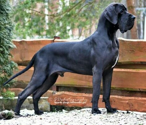 Great Dane And Mastiff Mix Great Dane Mastiff, Mastiff Puppies For Sale, Great Dane Mix, Mastiff Mix, Dane Puppies, Mastiff Puppies, Mastiff Dogs, Great Dane Puppy, Dane Dog