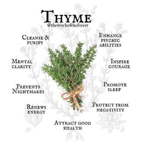 Thyme Herb, Thyme Plant, Modern Day Witch, Magickal Herbs, Green Witchcraft, Plant Magic, Witch Spirituality, Witch Garden, Magic Herbs