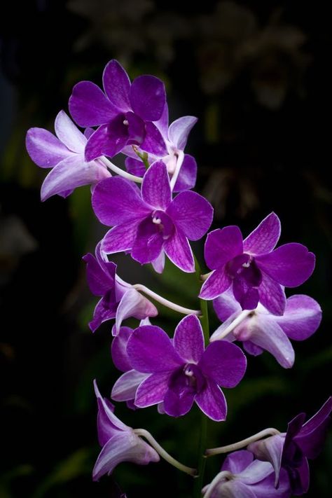 Namakwaland Flowers, Orchid Wallpaper, Flower Orchid, Types Of Orchids, Peony Art, Growing Orchids, Dendrobium Orchids, Hybrid Tea Roses, Orchid Care