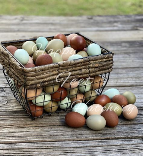 Colorful egg basket Chicken Egg Basket, Basket Of Eggs, Egg Baskets, Pine Shavings, Day Old Chicks, Beautiful Chickens, Hatching Eggs, Heat Lamps, Farm Fresh Eggs