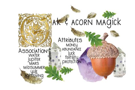 The Protective Magickal Properties Of Oak And Acorns Aquarius Planet, Witch Info, Closet Witch, Witchy Apothecary, Granny Witch, Pixel Wallpapers, European Tribes, Wild Kitchen, Fire Witch