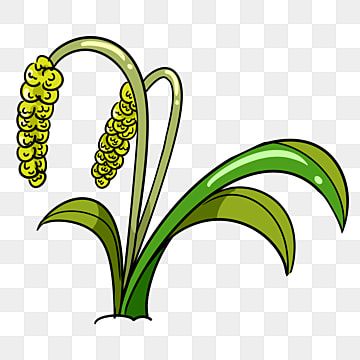 yellow millet,green leaves,plant decoration,plant millet,grain millet,beautiful millet,creative millet,hand clipart,drawn clipart Millet Drawings, Millets Drawing, Hand Clipart, Plant Decoration, Drawing Clipart, Poster Drawing, Hand Drawn Illustration, Wedding Background, Drawn Illustration