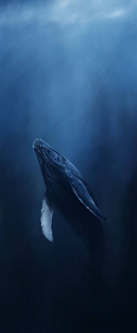 Deep Ocean Background, Whale Lockscreen, Blue Whales Photography, Beluga Whale Wallpaper, Half Underwater Photography, Sea Creatures Aesthetic, Whale Underwater, Types Of Whales, Whale Art Print