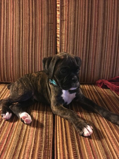 Brindle Boxer Dogs, Val Core, Boxador Puppies, Brindle Boxer Puppies, White Boxer Puppies, Boxer Dogs Brindle, German Boxer, Boxer Mix Puppies, Boxer Pup