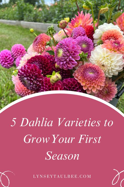 Dahlia Flower Garden, Dahlia Varieties, Growing Cut Flowers, Late Summer Flowers, Flower Farming, Cut Flower Farm, Dahlias Garden, Growing Dahlias, Farm Projects