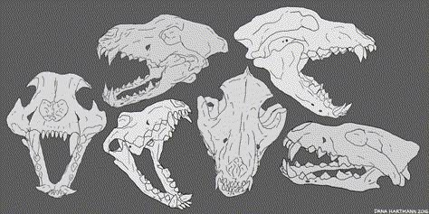 Wolf Skull Study by kitty-skeleton Wolf Skull Anatomy, Wolf Bones Drawing, Wolf Skeleton Reference, Wolf Bone Structure, Wolf Skull Open Mouth, Canine Skull Reference, Wolf Jaw Drawing, Canine Skull Drawing, Animal Skull Front View