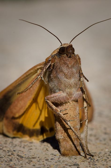 Crazy moth standing on his hind legs.  Very sexy pose.   2012-07-02     11.07.49 Moths With Eyes On Wings, Cryptic Creatures, Moth Close Up, Giant Moth, Butterfly Legs, Moth Wing Close Up, Giant Leopard Moth, Moth Wings, Full Frontal