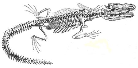 Crocodile - Wikiversity Crocodile Skeleton, Animal Encyclopedia, Crocodile Eyes, Alligator Tattoo, Crocodile Illustration, Skeleton Drawings, Animal Skeletons, Skeleton Tattoos, Skeleton Art