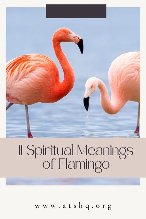 11 Spiritual Meanings of Flamingo Flamingo Spirit Animal Meaning, Flamingo Symbolism, Flamingo Meaning, Spirit Animal Meaning, Animal Meanings, Power Animal, Your Spirit Animal, North And South, North And South America