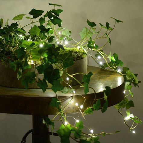 The ground-creeping ivy plants go well with fairy lights. Ivy Plant Indoor, Fairy Bedroom, Small Led Lights, Fairy Lights Decor, Aesthetic Plants, Christmas Lights Garland, Fairy Lights Bedroom, Bulbs Indoor, Ivy Plants