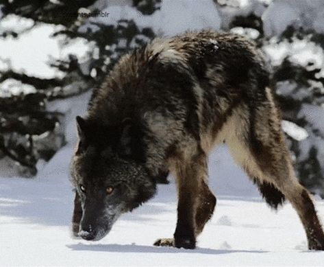 When the wolves are silent and the moon howls Wolf Running Gif, Black Wolf Gif, Wolf Gif, Wolf Hunting, Wolf Therian, Werewolf Hunter, Lone Wolf Quotes, Wolf Poses, Largest Wolf