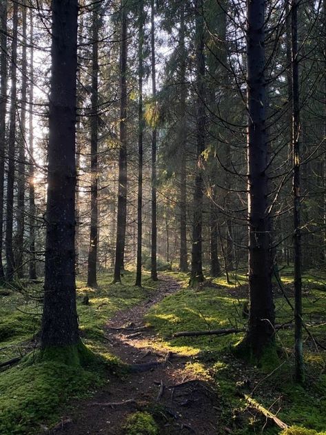 Witchy Woods Aesthetic, Cottage Core Forest Aesthetic, Cute Cottage In Forest, Wren Core Aesthetic, Bex Core Aesthetic, Forest Woods Aesthetic, Cottage Forest Aesthetic, Swedish Forest Aesthetic, Forest Asthetic Picture