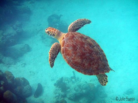 Ancient Creatures, Sea Turtle Tattoo, Turtle Conservation, Turtle Tattoo, All Photo, Below The Surface, Deep Blue Sea, Photography Beautiful, Sea Turtles