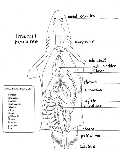 Shark Dissection Terms http://murdock10.typepad.com/alp/2014/02/fifth-grade-target-news-week-ending-22814.html Shark Diagram, Shark Biology, Frog Dissection Worksheet, Skeleton Worksheet, Ocean Education, Nervous System Diagram, Shark Anatomy, Ocean Journal, Printable Cow