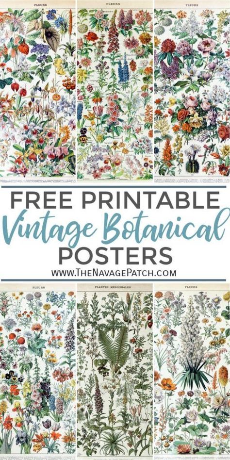 Free Printable Vintage Botanical Prints | Free printable Adolphe Millot posters | Adolphe Millot Flowers and Vegetable Drawings | Free printable Antique Botanical Illustrations | Vintage encyclopedia illustrations | Free downloadable vintage tree posters | Vintage Art Prints | #TheNavagePatch #FreePrintable #FreeDownloadables #VintagePosters #FlowerDrawings #VintageIllustrations #Farmhouse #WallArt #GalleryWall #VintageArt #Botanical | TheNavagePatch.com Decoupage Walls Ideas, Free Vintage Printables Ephemera, Free Floral Printables, Vegetable Drawings, Botanical Prints Free, Vintage Floral Illustration, Vintage Encyclopedia, Illustration Botanique Vintage, Vegetable Drawing