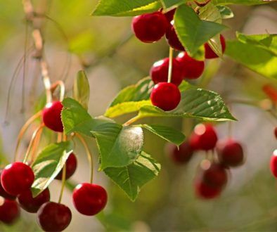 Sour Cherry Tree, Growing Cherry Trees, How To Grow Cherries, Types Of Cherries, Hazelnut Tree, Blueberry Plant, Cherry Orchard, Redbud Tree, Berry Plants