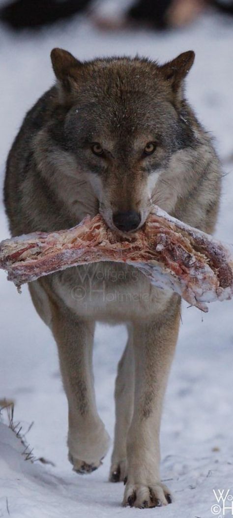 Wolf Eating Prey, Wolf Eating, Animals Hunting, Canon 50d, Majestic Wolf, Wolf Dogs, Demon Wolf, Prey Animals, Coyote Hunting