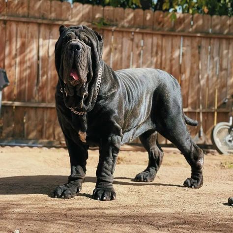 Caucasian Mastiff, Japanese Mastiff, Mastiff Mix Dogs, Tibiten Mastiff, Neo Mastiff, Mastiff Dogs Neopolitan, Guard Dog Training, Neapolitan Mastiff, Neapolitan Mastiffs