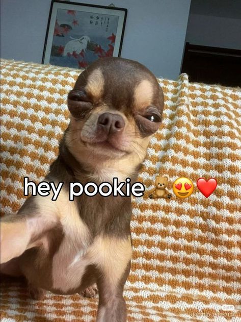 #funny #cartoonprofile Hey Pookie Bear, Really Funny Pictures Animals, Hey Pookie Trend, Pookie Reaction Pic, Good Morning Pookie, Im In Your Walls Pookie, Pookie Wallpapers, Funny Dog Pictures Hilarious, Dog Hello