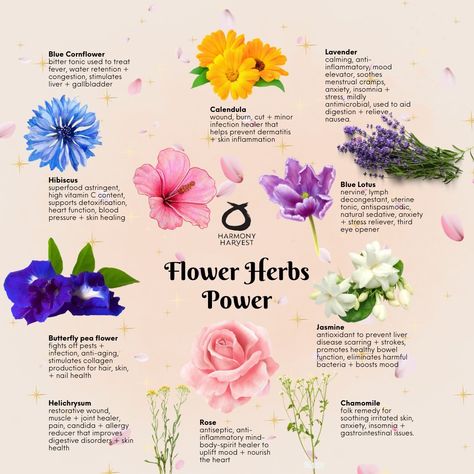 Medicinal Flowers, Flower Healing, Healing Flowers, Boosting Immunity, Food Foraging, Wild Food Foraging, Bloom Flowers, Ayurvedic Healing, Witch Garden