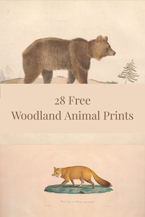 vintage illustration of a bear and a fox with text overlay Woodland Animal Prints Free Printables, Animals In Autumn, September Reset, Forest Animal Art, Autumn Pictures, Vintage Woodland, Woodland Animal Art, Woodland Animal Prints, Free Printable Wall Art