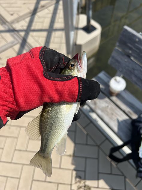 Hi I'm very new to fishing, what is this fish. I'm wearing gloves because it was squirming so much I was scared to grab it I Am Scared, Gloves, Fish, How To Wear