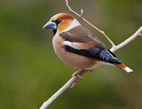 All about the Hawfinch Hawfinch, Greenfinch, Bird Beaks, Colorful Bird, Bird Perch, Bird Seed, Bird Garden, Small Birds, Wild Birds