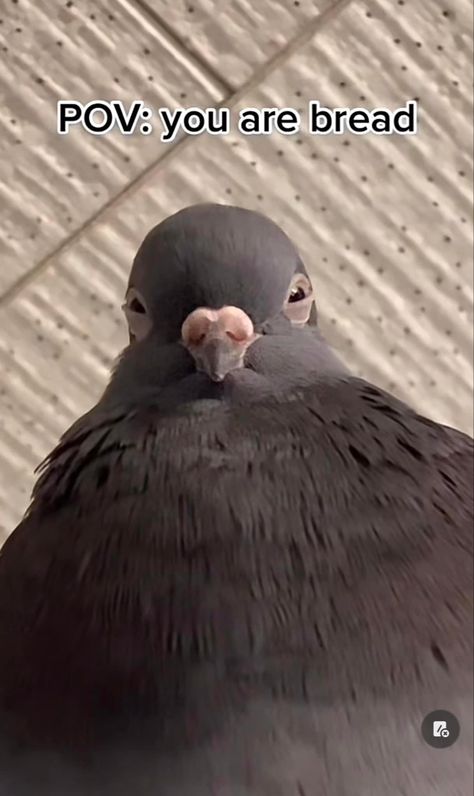 Pigeon, Birds, Bread, Memes, Funny