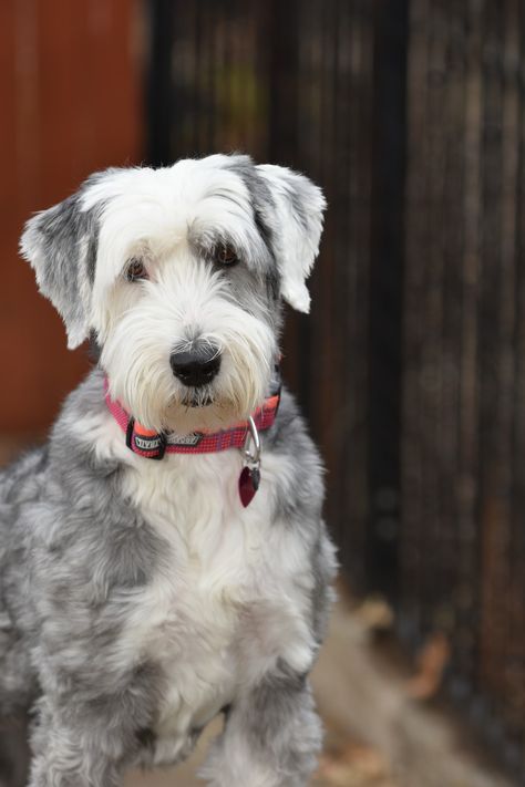 How to Groom a Sheepadoodle | A Complete Step-by-Step Guide Sheepadoodle Grooming Styles, Sheepadoodle Grooming, Doodle Haircuts, Designer Dogs Breeds, Grooming Style, Dog Shedding, English Sheepdog, Purebred Dogs, Old English Sheepdog