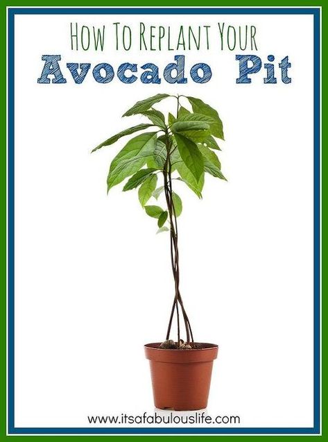 Avocado Seed Growing, Avocado Pit, Avocado Dessert, Grow Avocado, Avocado Plant, Garden Frogs, Avocado Seed, Modern Plant Stand, Garden Basket