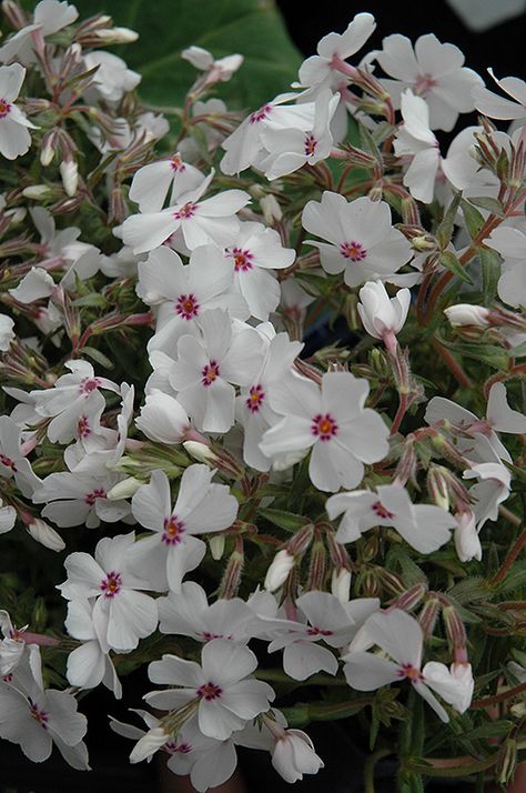 Click to view a full-size photo of Amazing Grace Moss Phlox (Phlox subulata 'Amazing Grace') at Meadows Farms Nurseries Phlox Subulata, Moss Phlox, Garden Border Edging, Phlox Flowers, Low Water Gardening, Creeping Phlox, Alpine Garden, Farm Nursery, Plant List