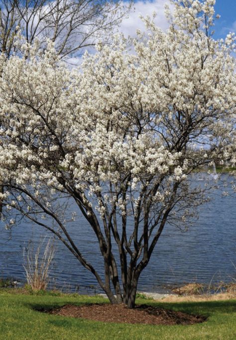 Service Berry Tree, Serviceberry Tree, Evergreens For Shade, Countryside Cottage, Berry Plants, Street Trees, Pond Landscaping, Pond Plants, Edible Landscaping