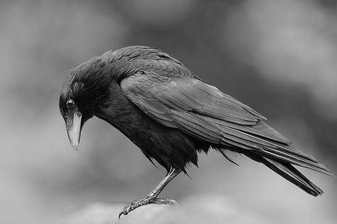 crow looking down Crow Reference, Crow Pictures, Raven Bird, Crow Bird, Dark Wings, Crow Art, Jackdaw, Raven Art, Nice Pic