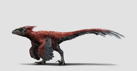 Jurassic world pyroraptor | Jurassic Park | Know Your Meme Feathered Dinosaurs, Raptor Dinosaur, Walking With Dinosaurs, Dino Art, Jurassic World Dominion, Jurassic World Dinosaurs, Modern Birds, Paleo Art, The Colony