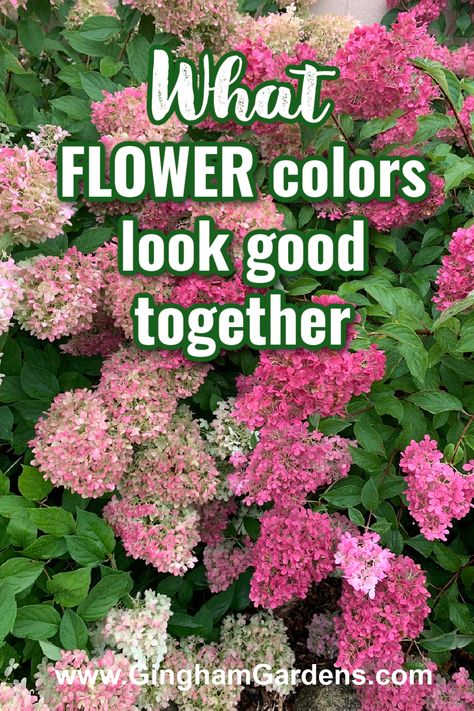 Garden Flower Combinations, Garden Flower Borders, Colorful Flower Bed Ideas, Flowers That Look Good Together, Garden Flower Colour Schemes, Best Flower Color Combinations, Red And Purple Flowers Gardens, Garden Color Scheme Colour Palettes, Floral Color Combinations