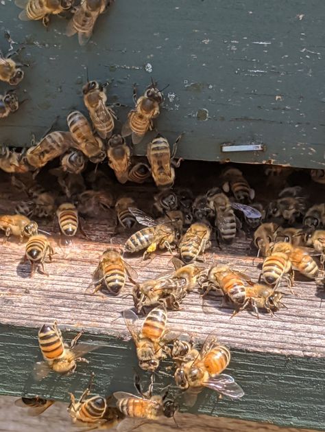 honey bees Bee Keeping Aesthetic, Honey Core, Selling Honey, Farm Goals, Farm Core, Honey Farm, Bee Photography, Honey Photography, Farm Lifestyle