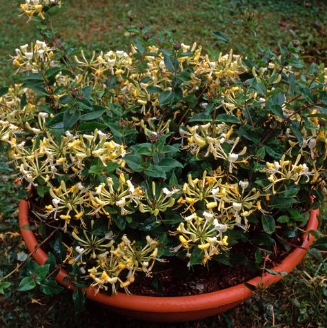 How To Grow Honeysuckle Plants In Containers | Horticulture Growing Honeysuckle, Grow Honeysuckle, Plants In Containers, Honeysuckle Plant, Wooden Trellis, Small Shrubs, Plants To Grow, Powdery Mildew, Evergreen Shrubs