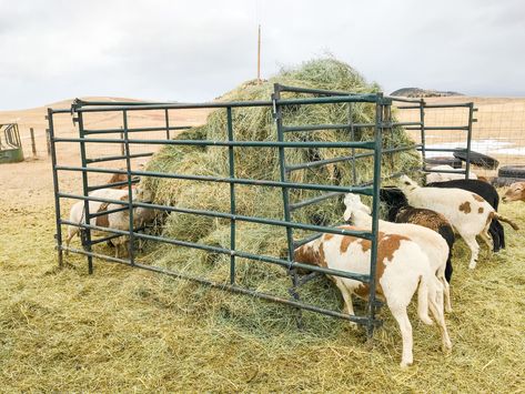 Sheep Hay Feeder, Diy Hay Feeder, Sheep Feeders, Cattle Feeder, Raising Sheep, Goat Feeder, Goat Pen, Cattle Panels, Side Gates