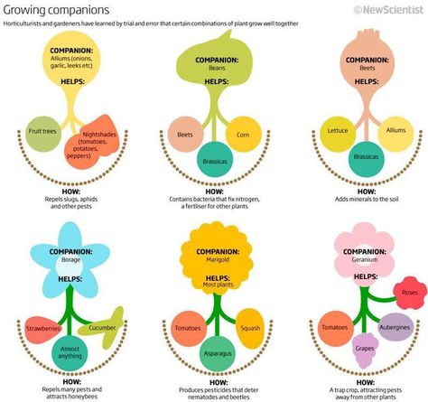 companion gardening Companion Planting Chart, Companion Gardening, Garden Companion Planting, Growing Tomatoes In Containers, Have Inspiration, Veggie Garden, Companion Planting, Growing Food, Edible Garden