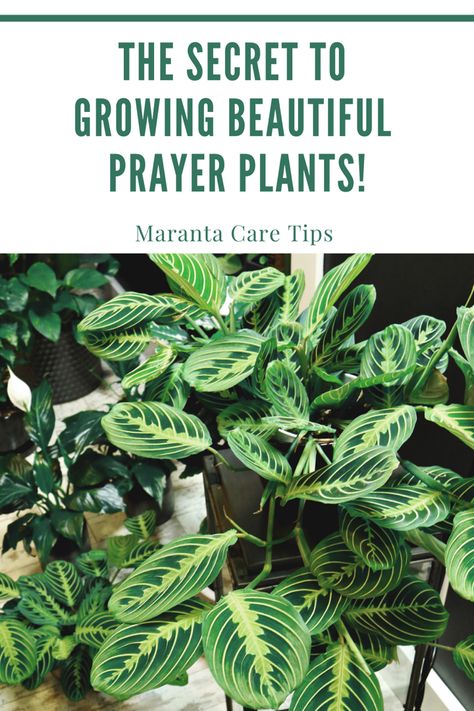 Prayer Plant Care, Houseplants Low Light, Pest Prevention, Houseplant Care, Plant Care Tips, Prayer Plant, Beautiful Prayers, Indoor Jungle, The Prayer