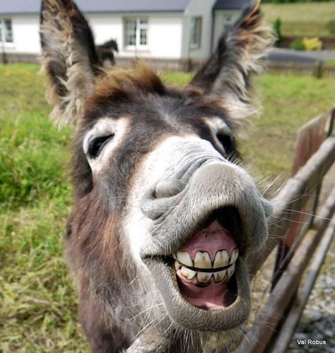 I love Donkeys! Animals In Action, Funny Donkey Pictures, Donkey Pics, Donkey Funny, Donkey Images, Laughing Animals, Funny Animal Images, Ugly Animals, Cute Donkey