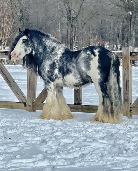 Clysdale Horse, Big Horse Breeds, Anime Tattoo Designs, Tattoos Animals, Tattoo Anime, Tattoo Animal, Rare Horses, Cute Horse Pictures, Clydesdale Horses