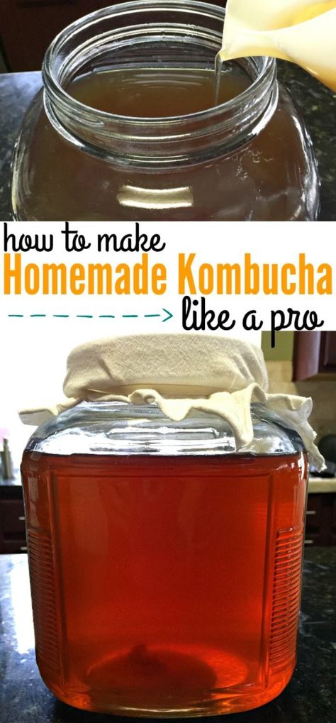 How to Make Homemade Kombucha Recipe 1 Gallon | Mainly Homemade Diy Kombucha, Kombucha Recipes, Make Kombucha, Kombucha Starter, Kombucha Scoby, Fermented Drinks, Homemade Kombucha, Kombucha Recipe, Gallon Jars