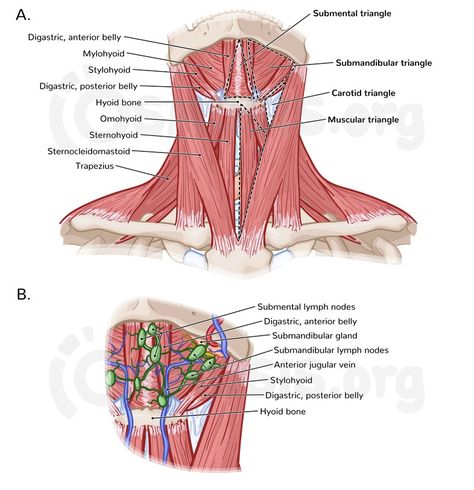 Anterior Triangle Of Neck, Neck Anatomy, Image Types, Anatomy, Princess Zelda, Humanoid Sketch, Zelda Characters, Fictional Characters, Quick Saves