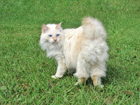 Short Tail Cat, Cutest Cat Breeds, Canadian Cat, American Bobtail Cat, Russian Cat, Cute Cat Names, Cat References, Manx Cat, American Bobtail