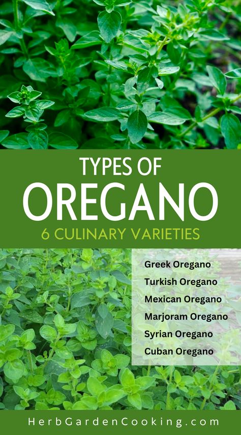 Learn about different types of culinary oregano to grow in your herb garden. Discover the 6 most common varieties to cook with. How To Grow Oregano, Greek Oregano, Growing Oregano, Oregano Plant, Origanum Majorana, Tropical Salad, Growing Healthy Hair, Oregano Oil, List Of Vegetables