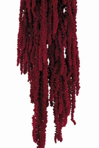 Amaranthus Preserved Hanging Amaranthus by ModestlySweet Dried Amaranthus, Red Amaranthus, Hanging Amaranthus, Flowers Dried, Fern Plant, Preserved Roses, Preserved Flowers, Wall Garden, Peach Roses